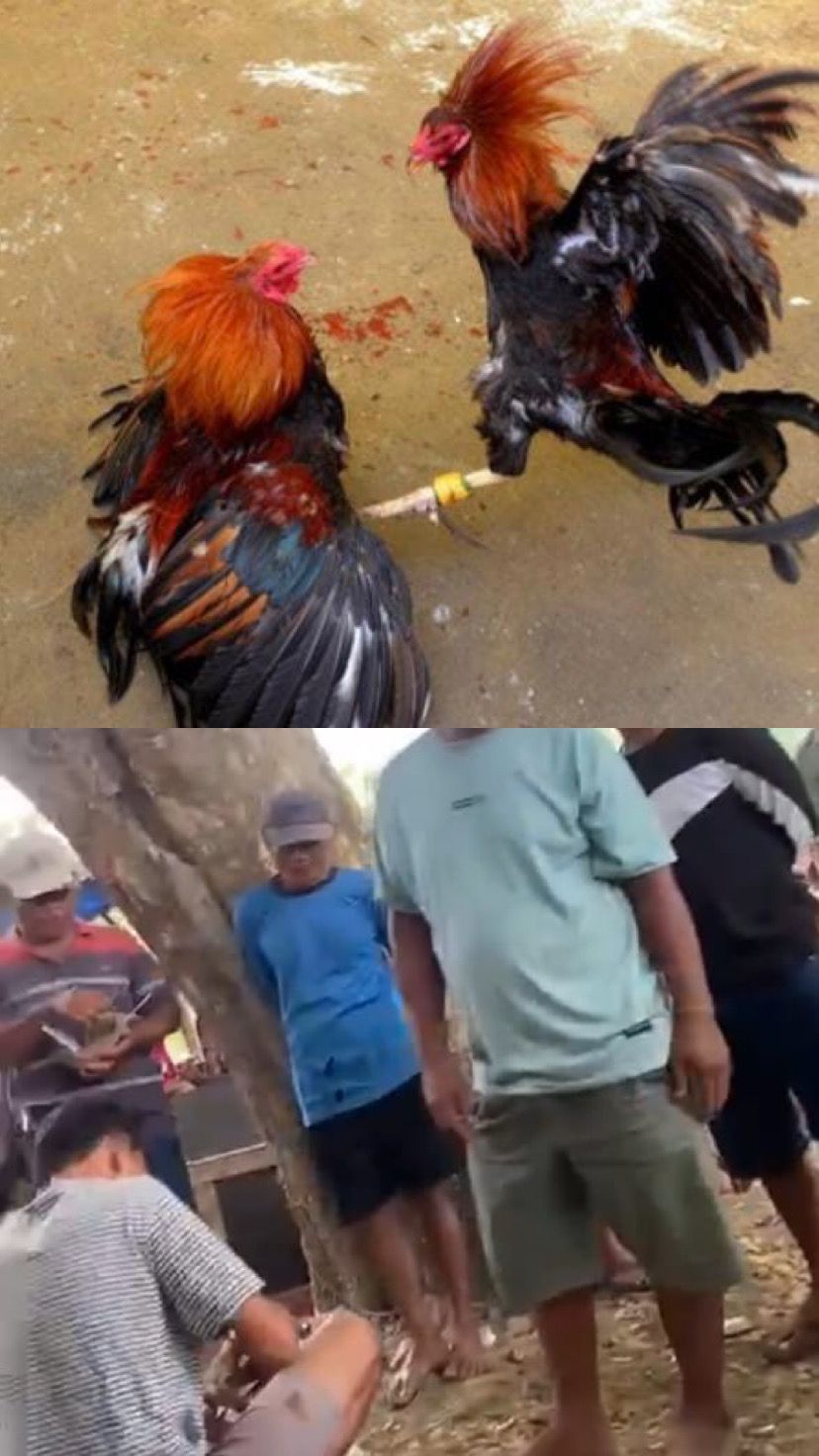 IMG-20251123-WA0023(1)